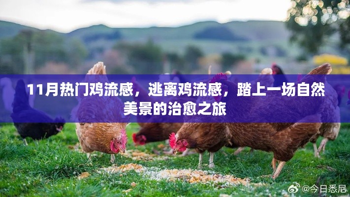 11月热门鸡流感,逃离鸡流感,踏上一场自然美景的治愈之旅