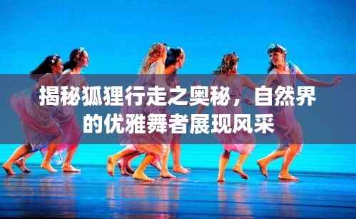 揭秘狐狸行走之奥秘,自然界的优雅舞者展现风采