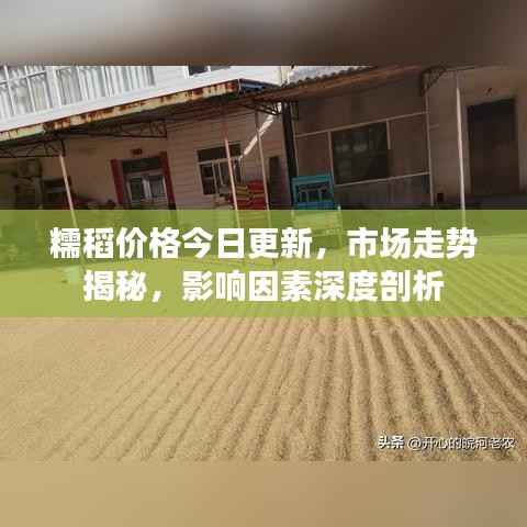 糯稻价格今日更新,市场走势揭秘,影响因素深度剖析