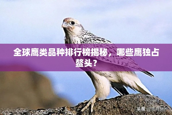全球鹰类品种排行榜揭秘,哪些鹰独占鳌头?