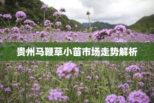 贵州马鞭草小苗市场走势解析