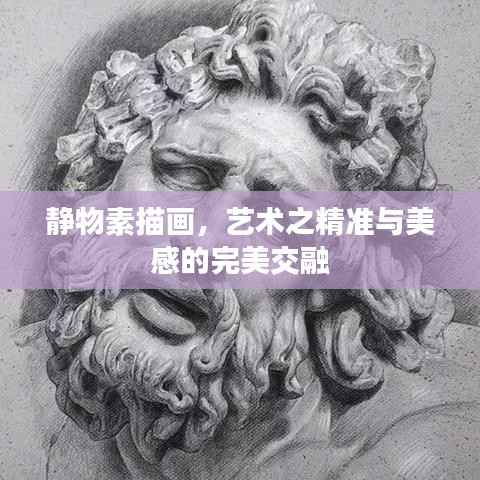 静物素描画,艺术之精准与美感的完美交融