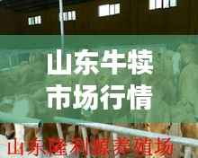 山东牛犊市场行情解析,真实价格揭秘